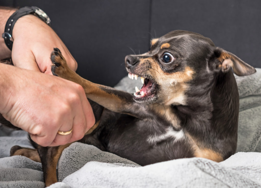 small dog pushing a hand away aggressively